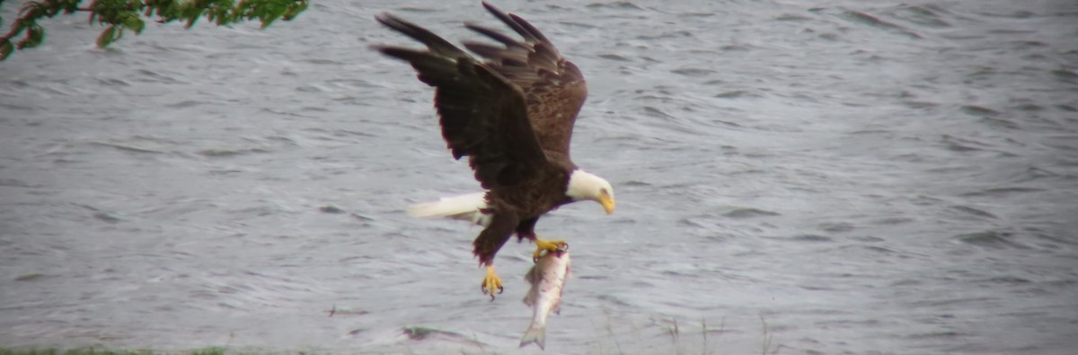 Bald Eagle - Jamie Russell