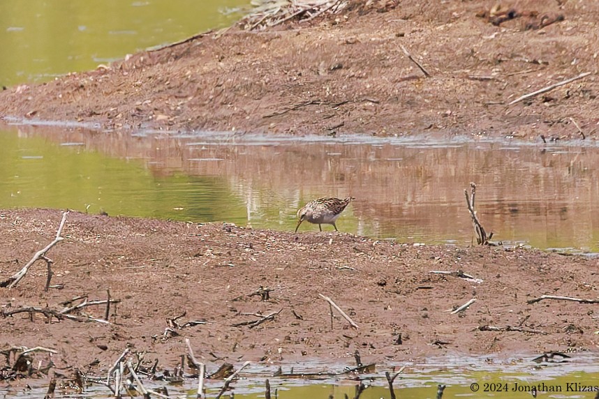 Pectoral Sandpiper - Jonathan Klizas