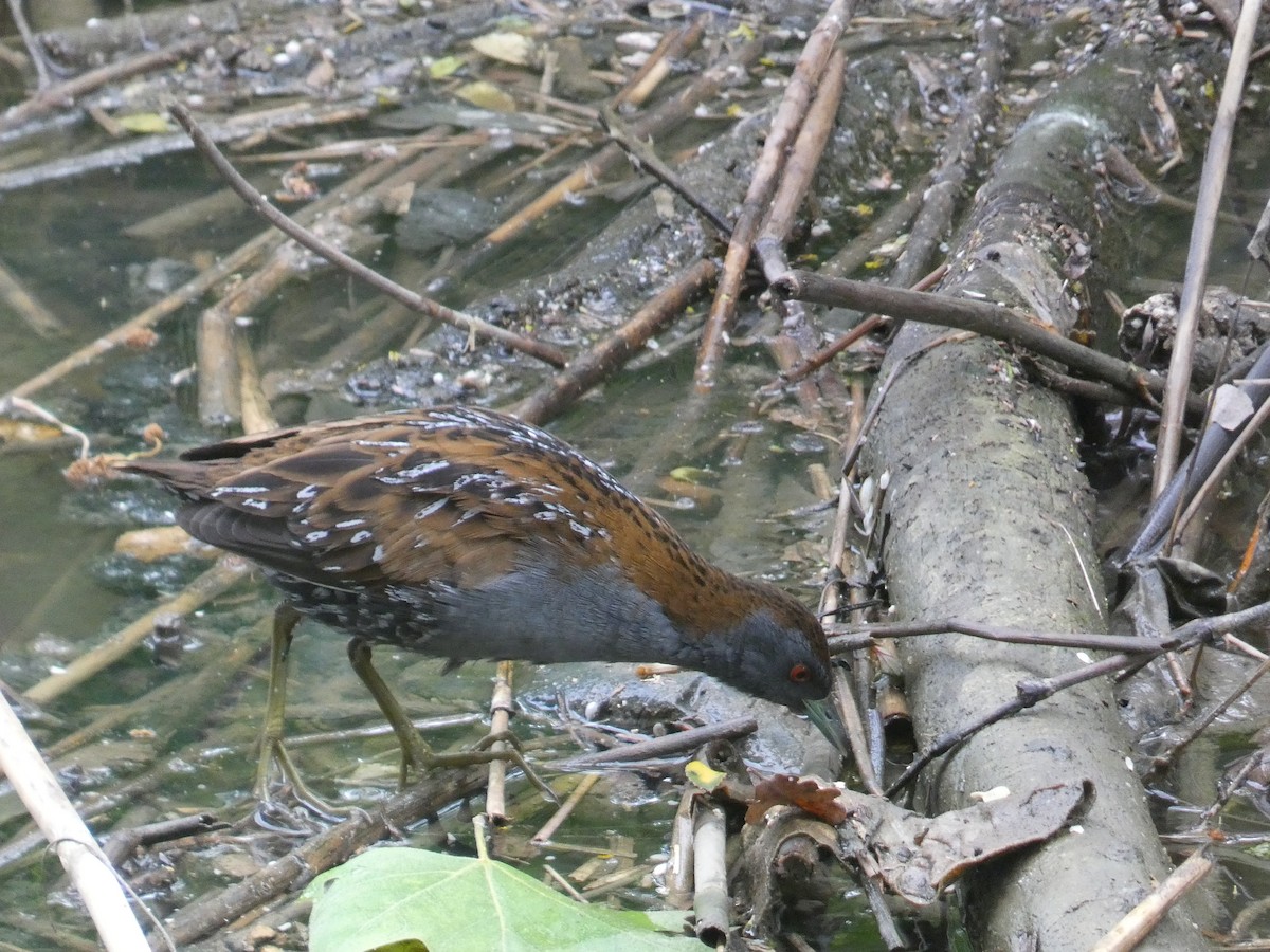 Погонич-крихітка - ML618284310