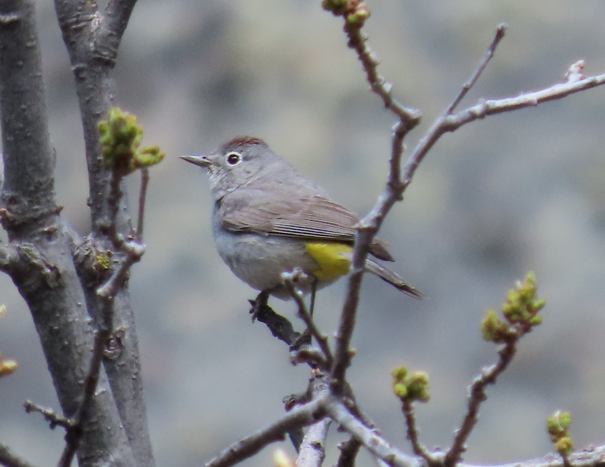 Virginia's Warbler - ML618284315