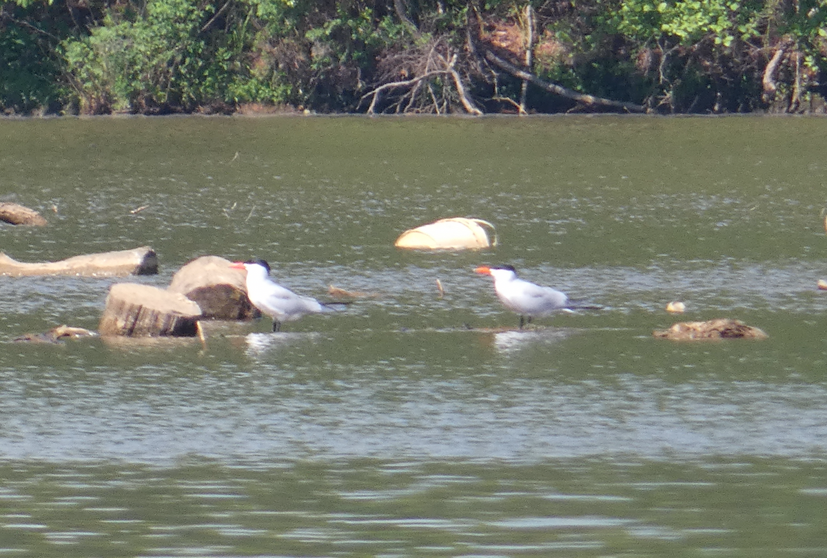 Caspian Tern - Heather Buttonow