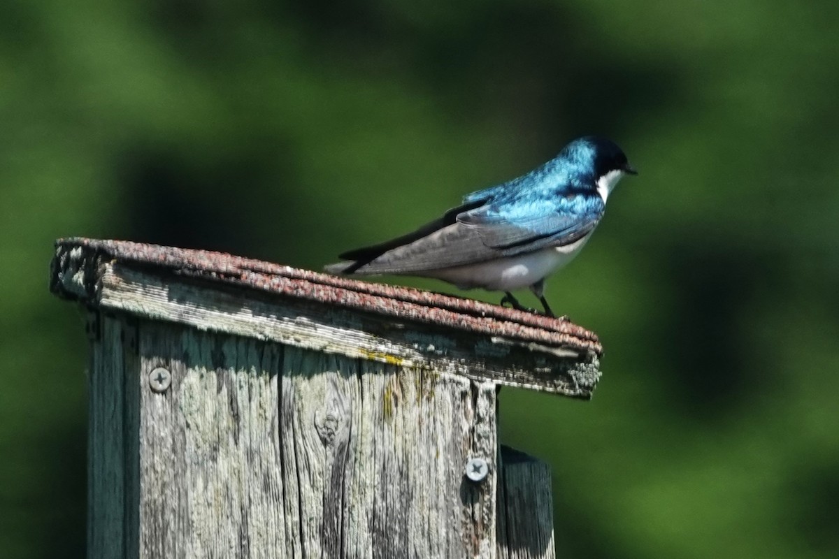 Tree Swallow - Dick Plambeck