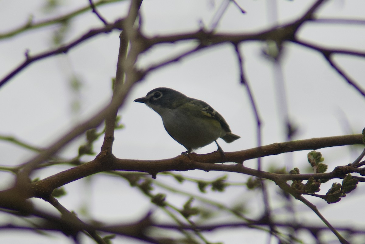 Blue-headed Vireo - Jasper Weinberg