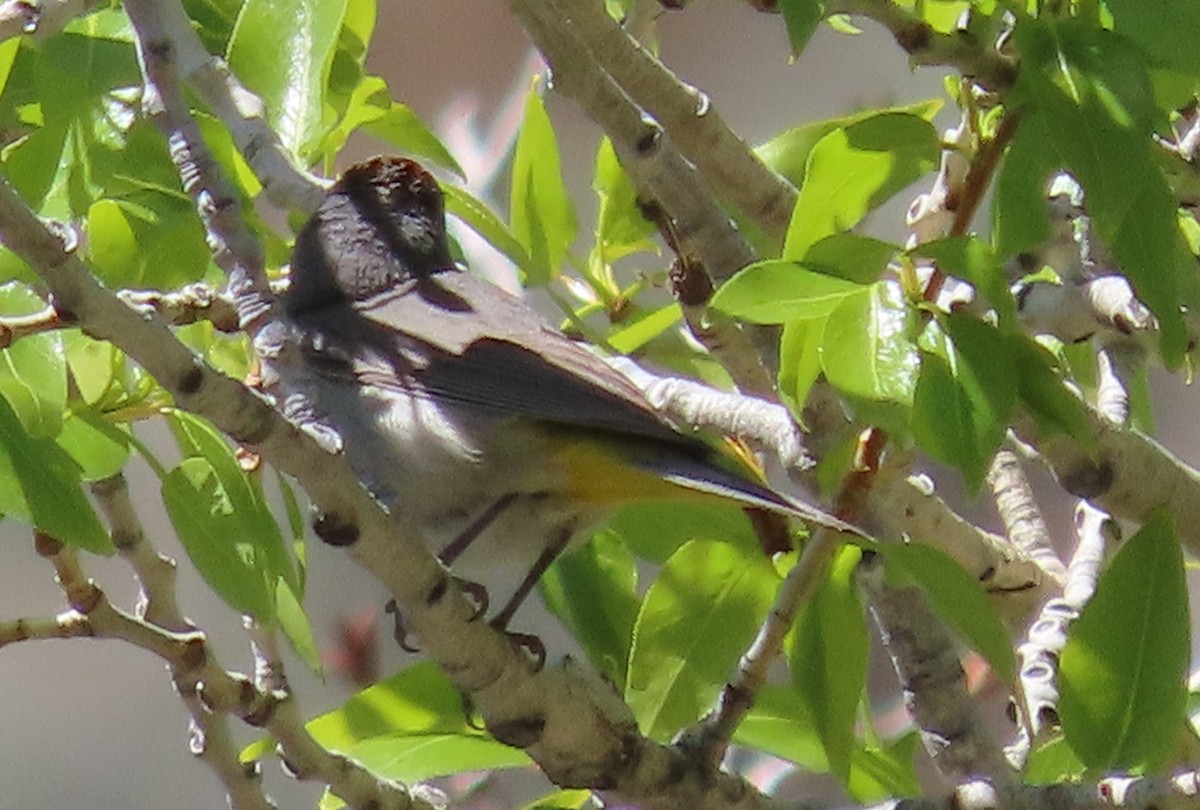 Virginia's Warbler - ML618284349