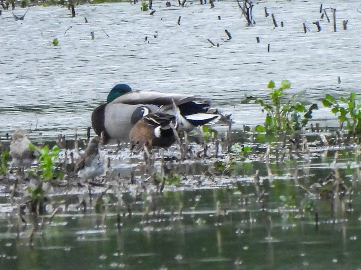 Blue-winged Teal - ML618284358
