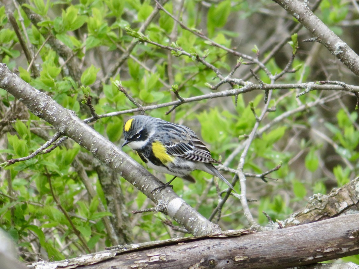 Yellow-rumped Warbler - Christine Cote