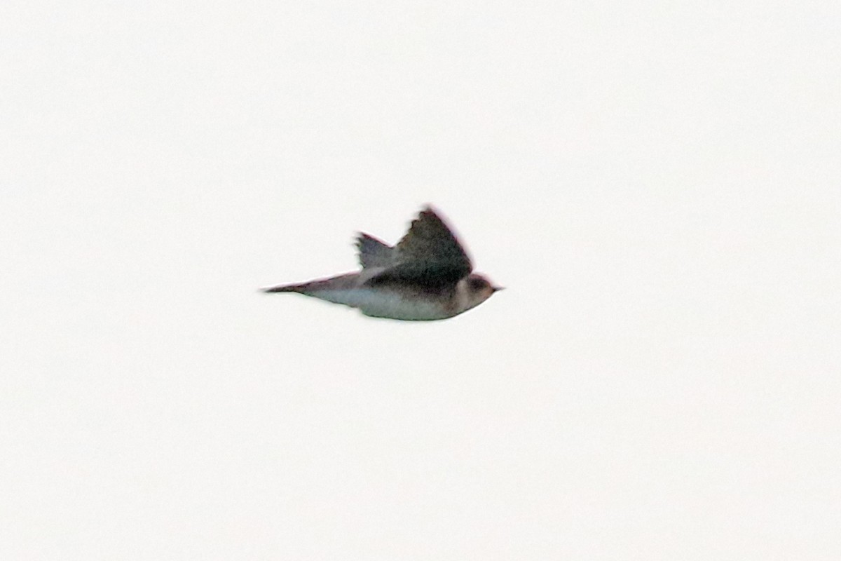 Bank Swallow - ML618284365