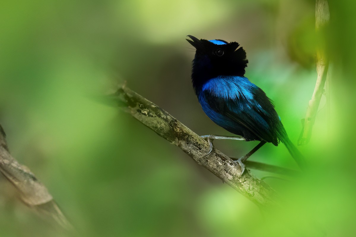 Emperor Fairywren - ML618284381