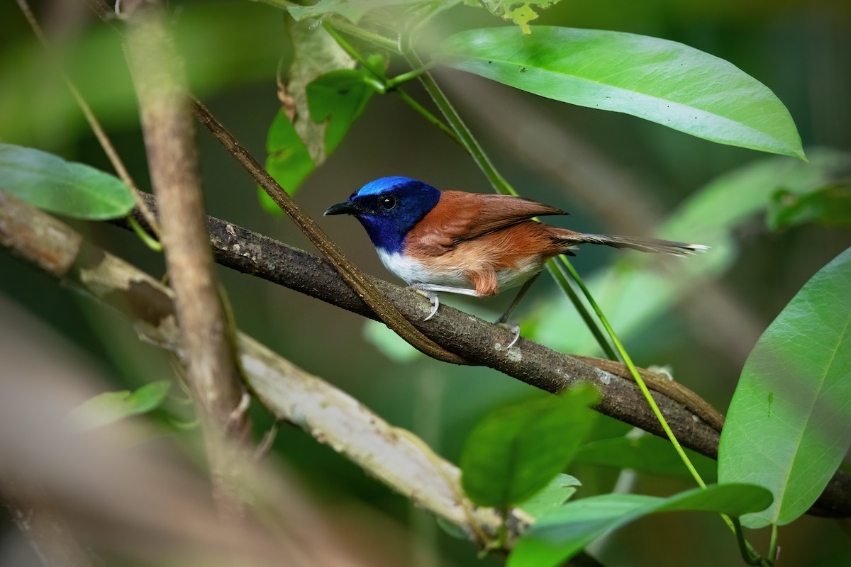 Emperor Fairywren - JJ Harrison