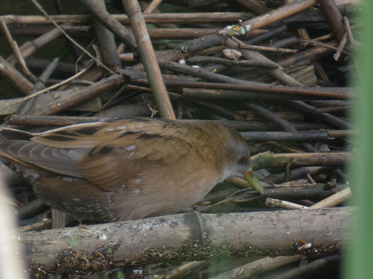 Погонич малий - ML618284384