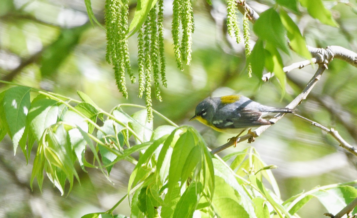 Northern Parula - Cyrus Allen