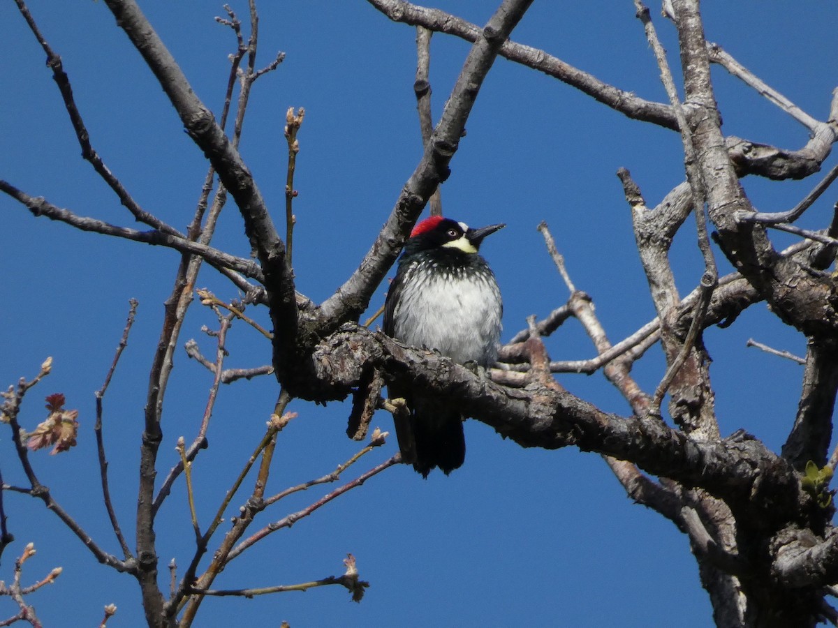 Acorn Woodpecker - Roberto Macay