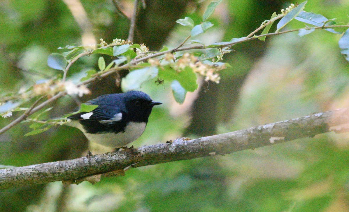 Black-throated Blue Warbler - Cyrus Allen