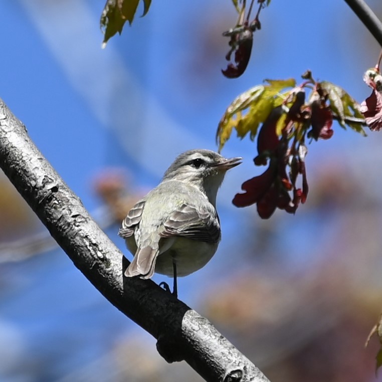 Warbling Vireo - Andrew Campbell