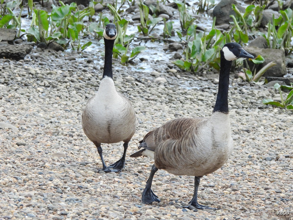 Canada Goose - Kimberly Bou