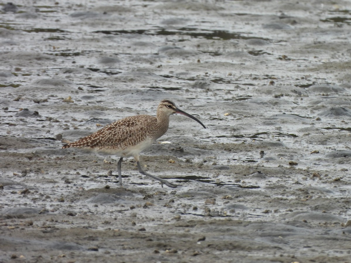 Whimbrel - Enrico Konig