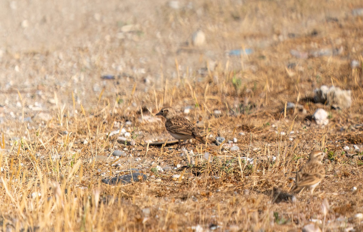 Greater Short-toed Lark - ML618284478