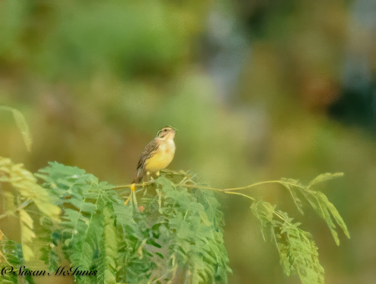 Yellow-breasted Bunting - Susan Mac