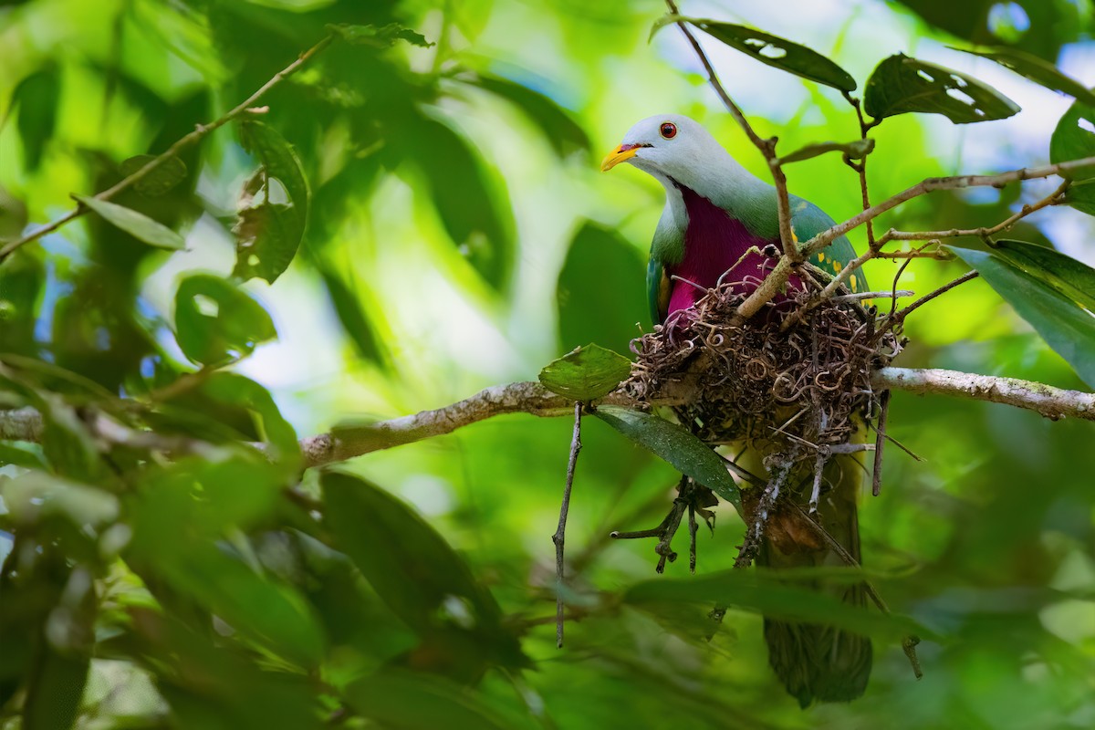 Wompoo Fruit-Dove - JJ Harrison