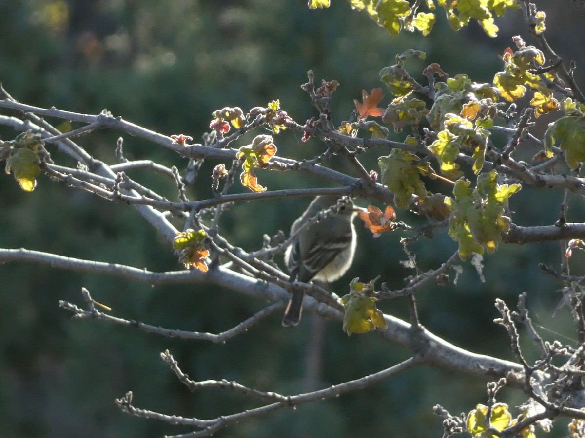 Gray Flycatcher - Roberto Macay