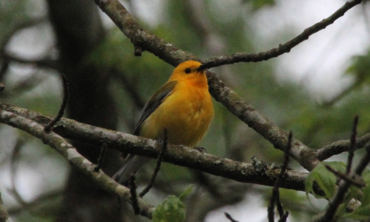 Prothonotary Warbler - Beverly Dant