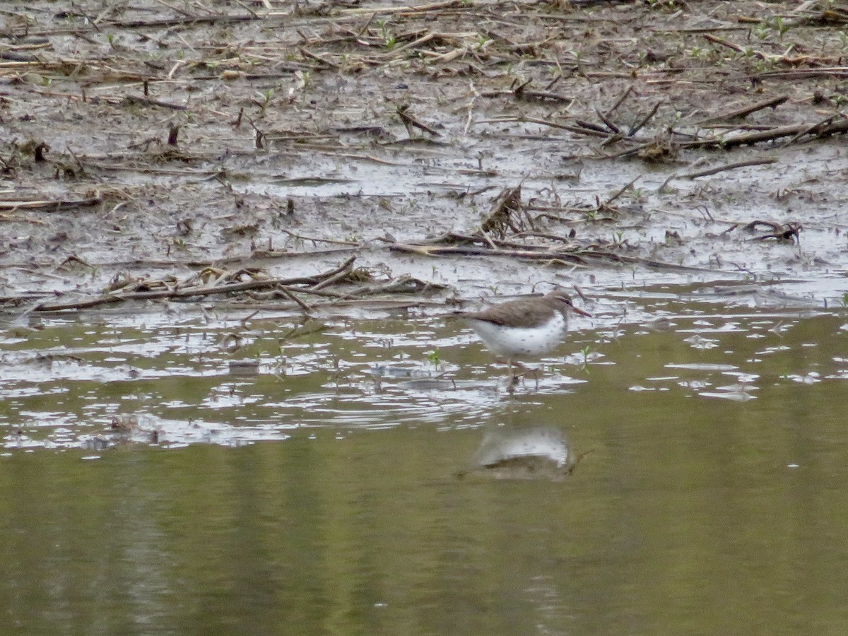 Spotted Sandpiper - Christine Cote