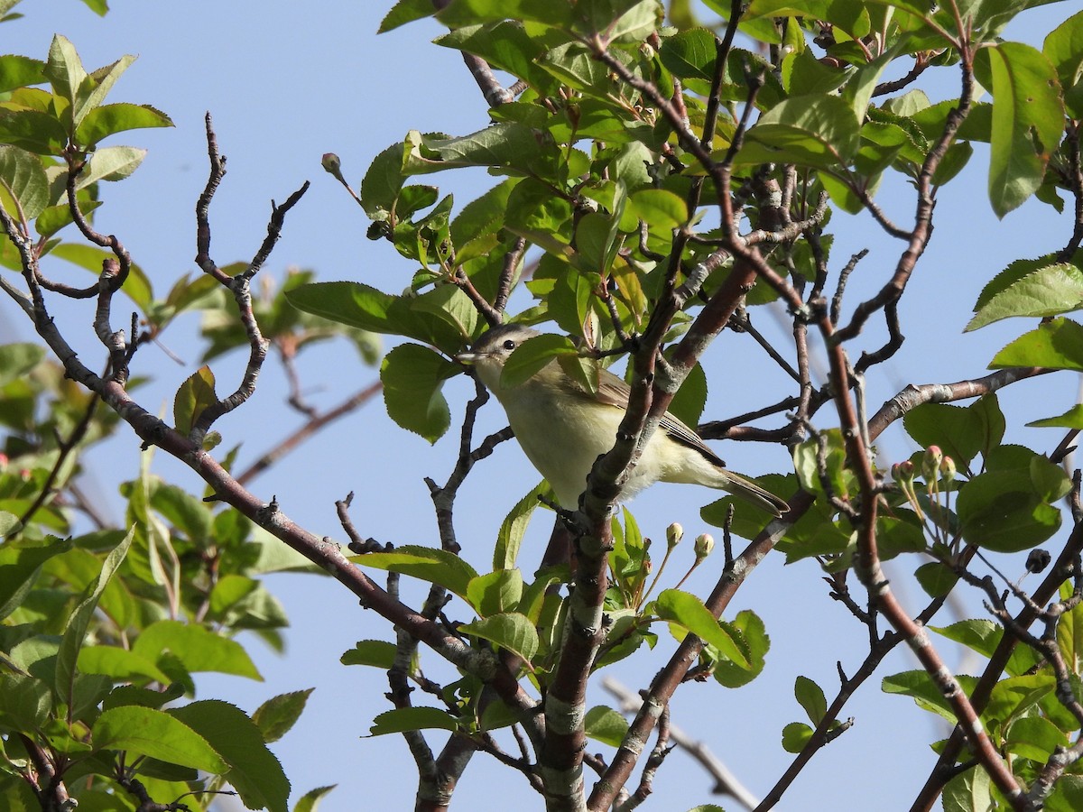 Warbling Vireo - Enrico Konig