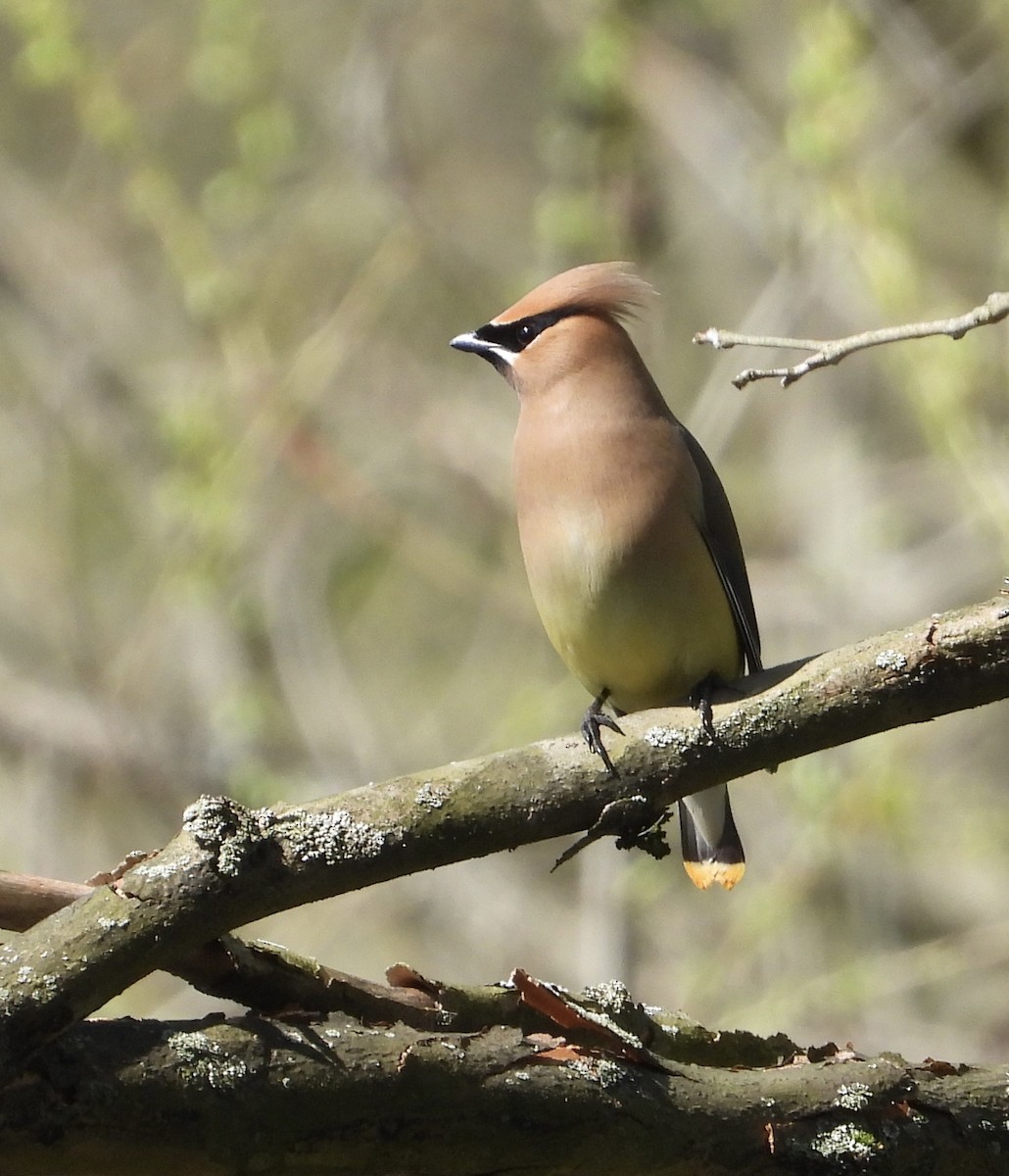 Cedar Waxwing - inga schmidt