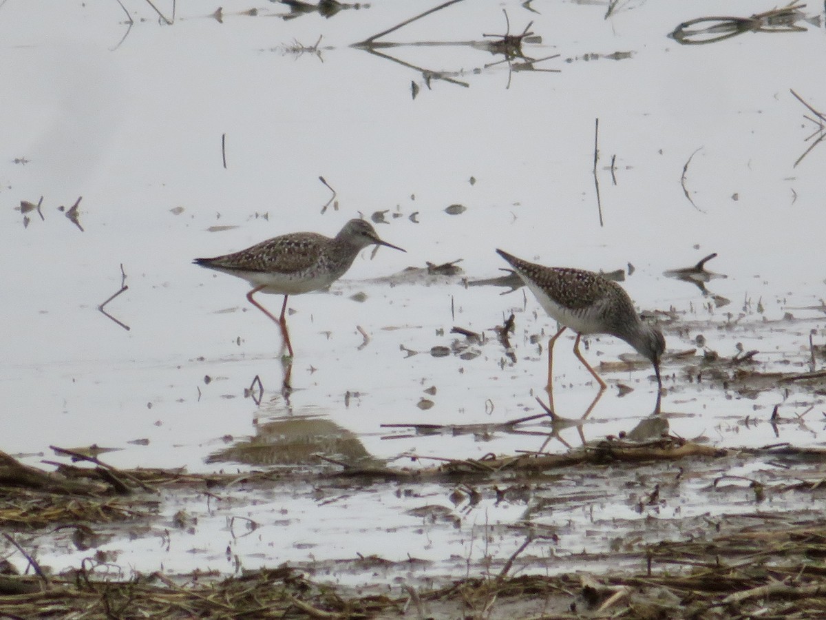 Lesser Yellowlegs - Christine Cote