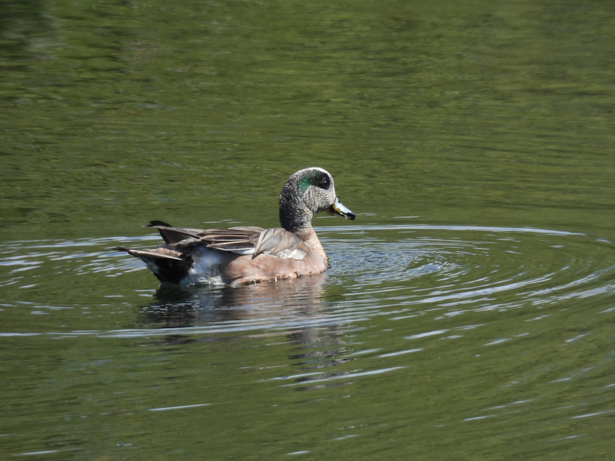 American Wigeon - ML618284569