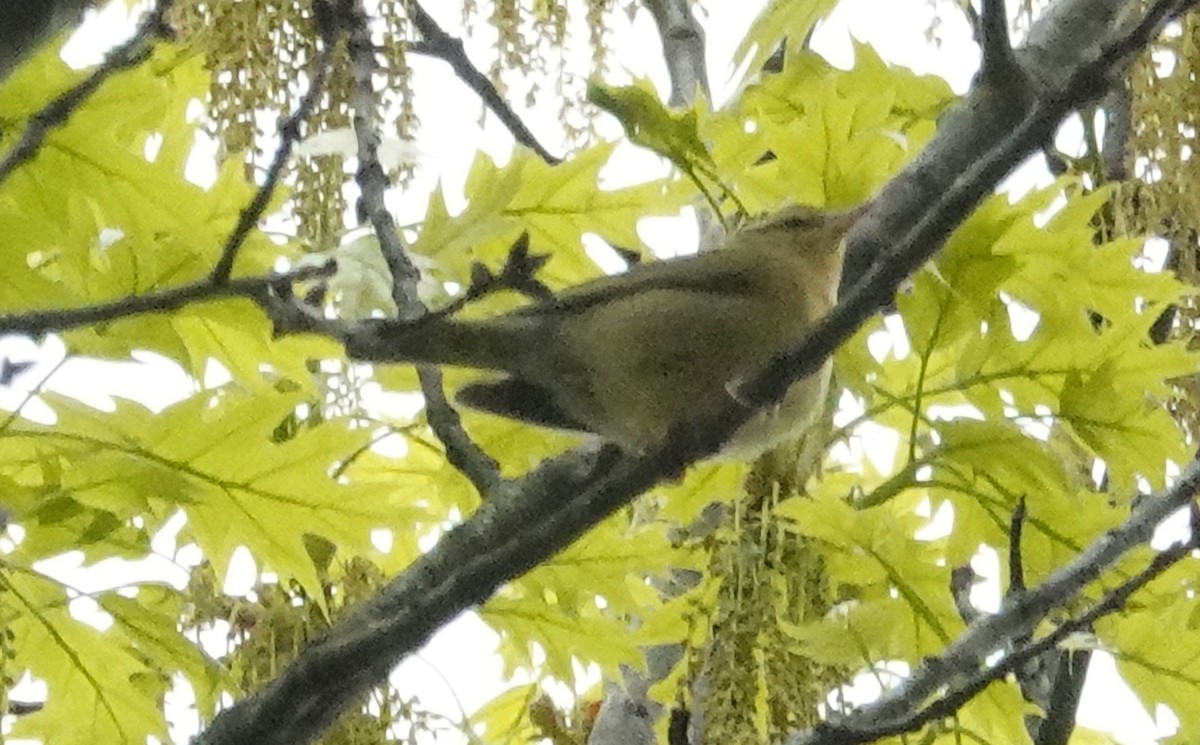 Worm-eating Warbler - ML618284570
