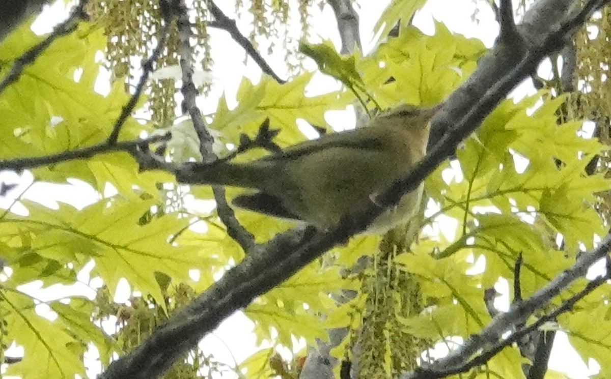 Worm-eating Warbler - Cynthia Ehlinger