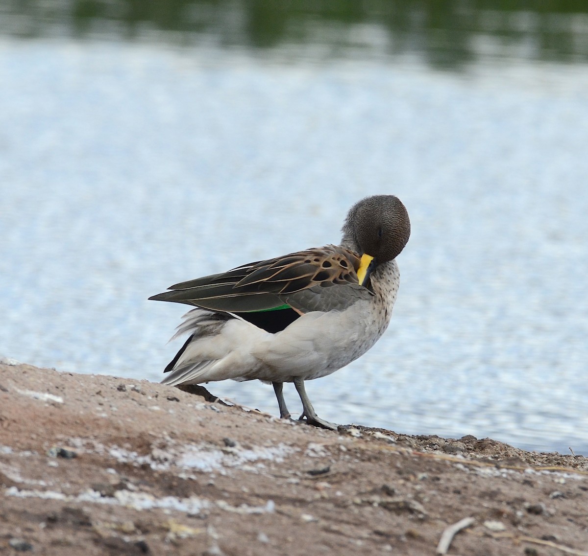 Yellow-billed Teal - ML618284574