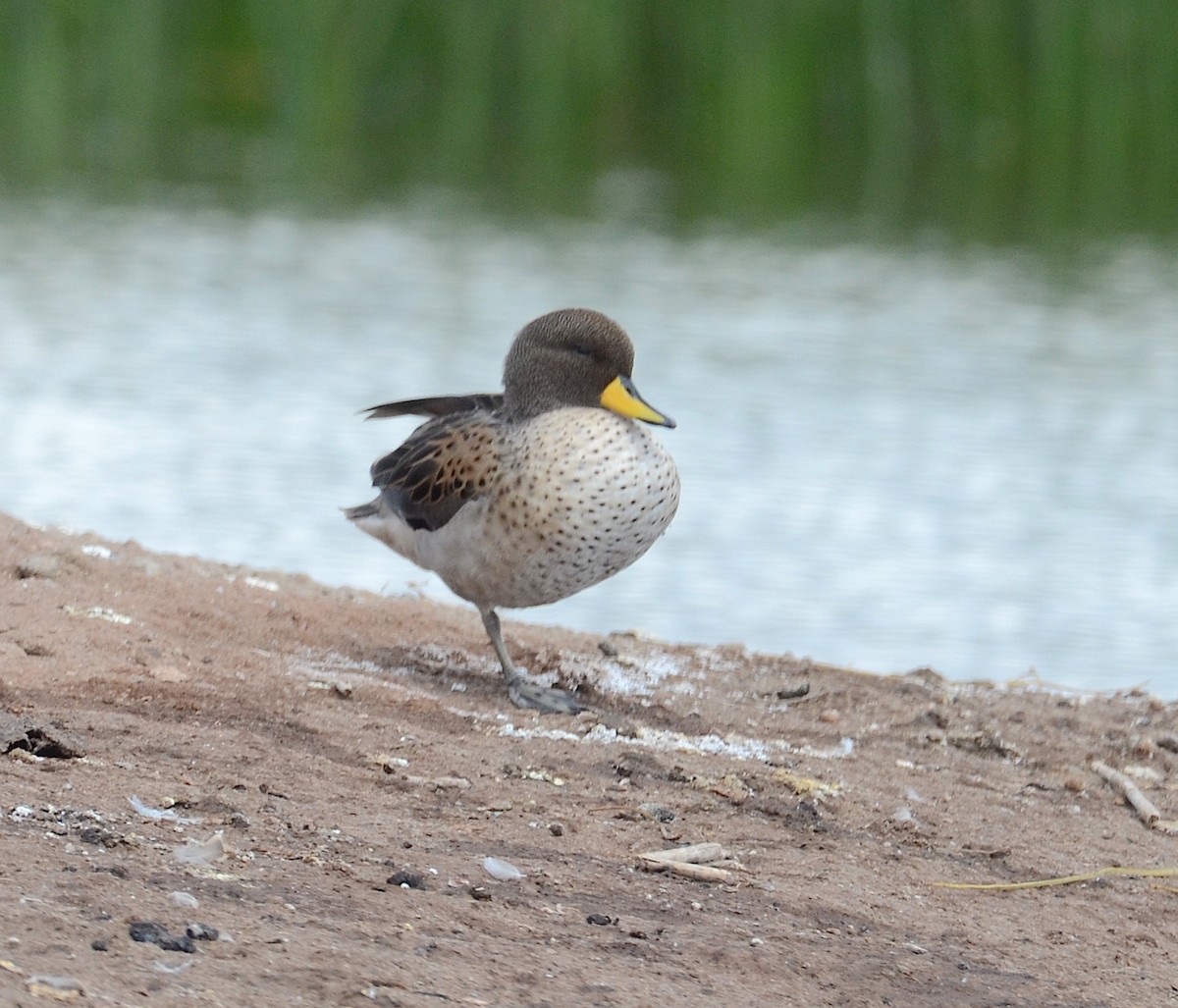 Yellow-billed Teal - ML618284576