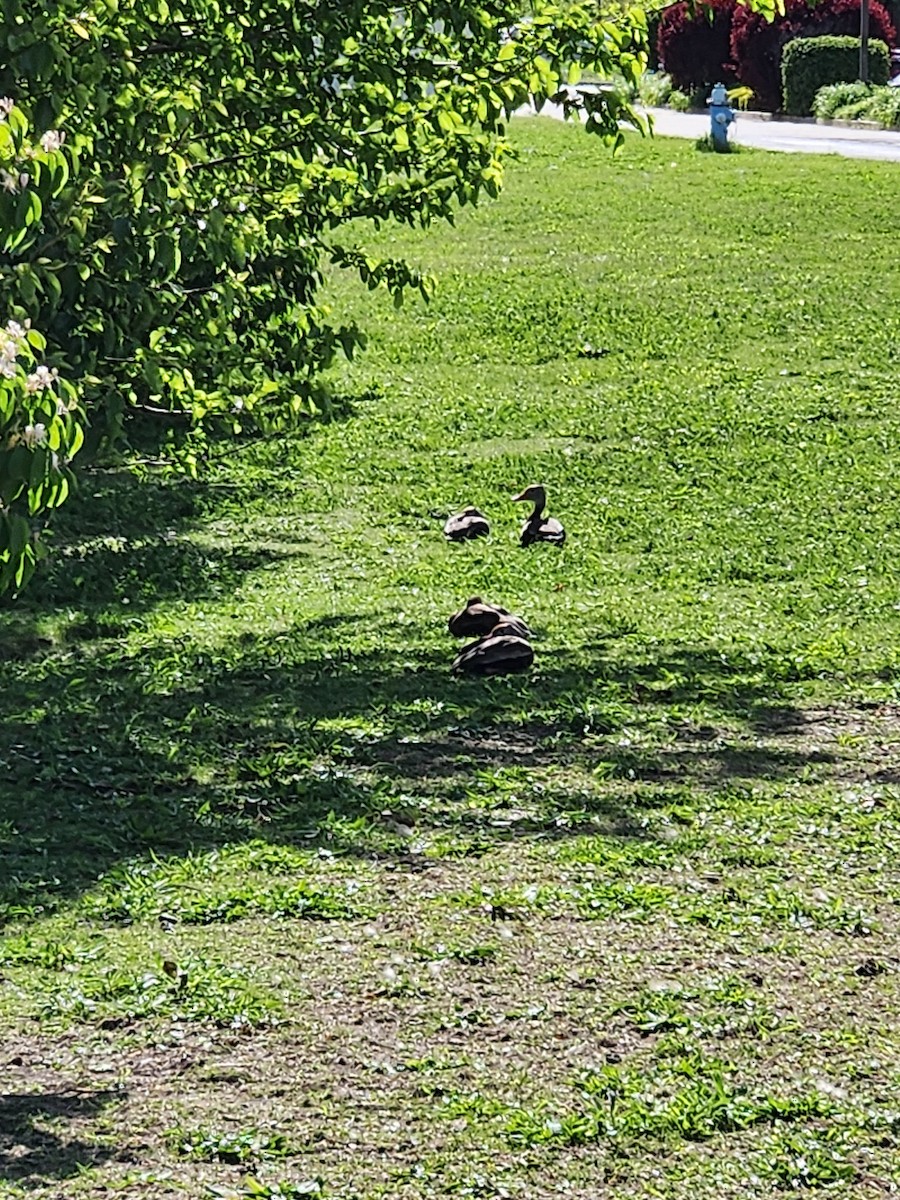 Black-bellied Whistling-Duck - ML618284619