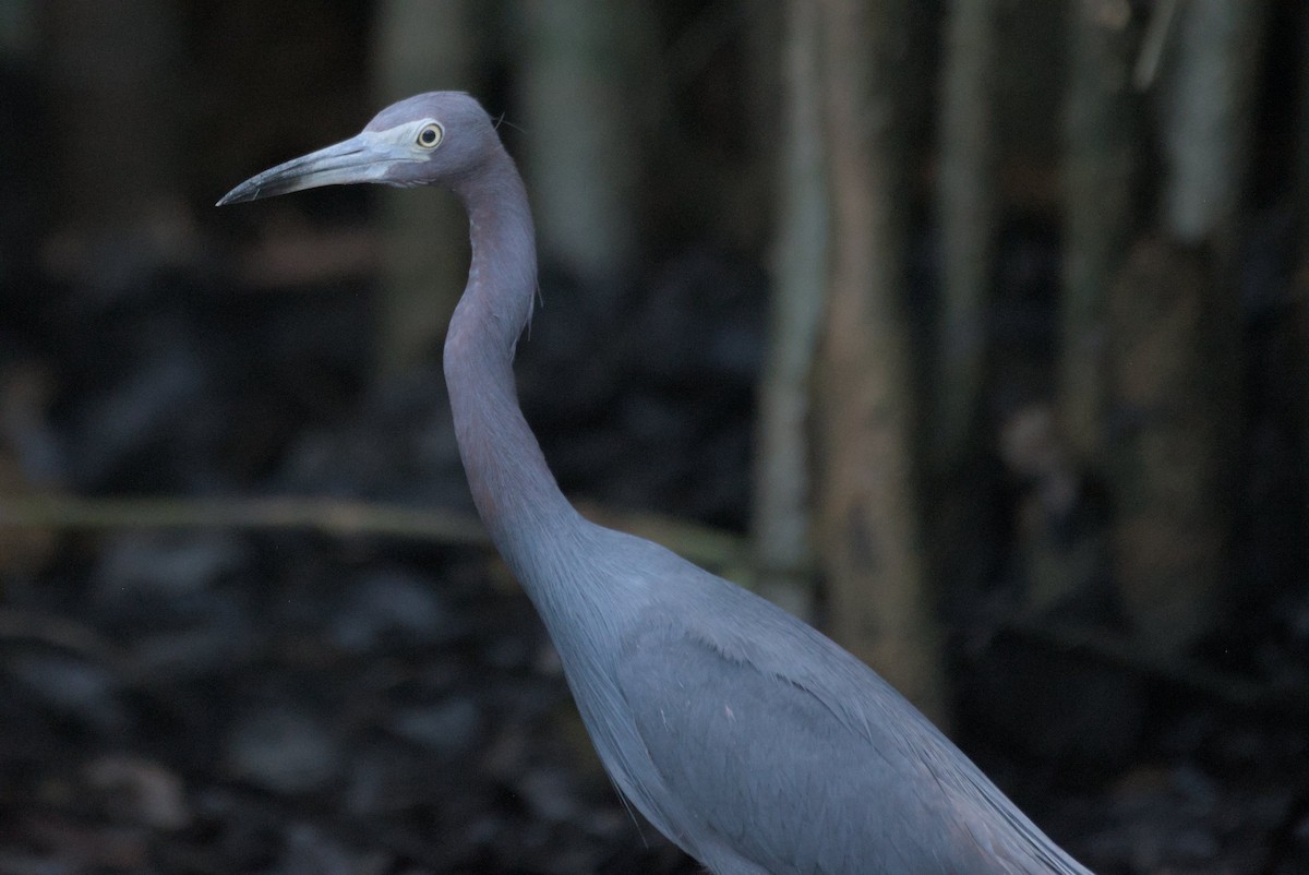 Little Blue Heron - Mike Marin