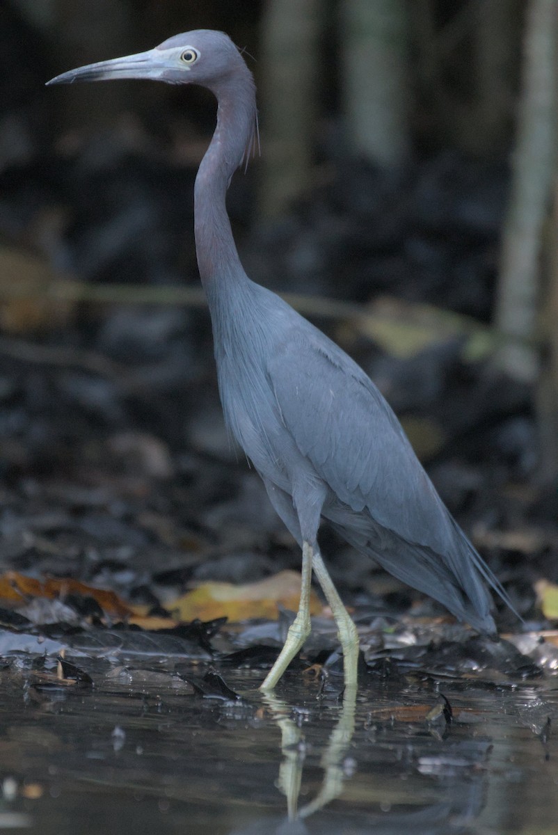 Little Blue Heron - Mike Marin