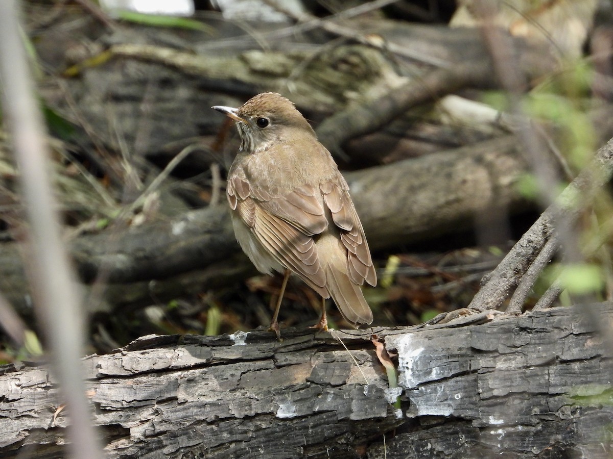 Veery - Justus Pendleton