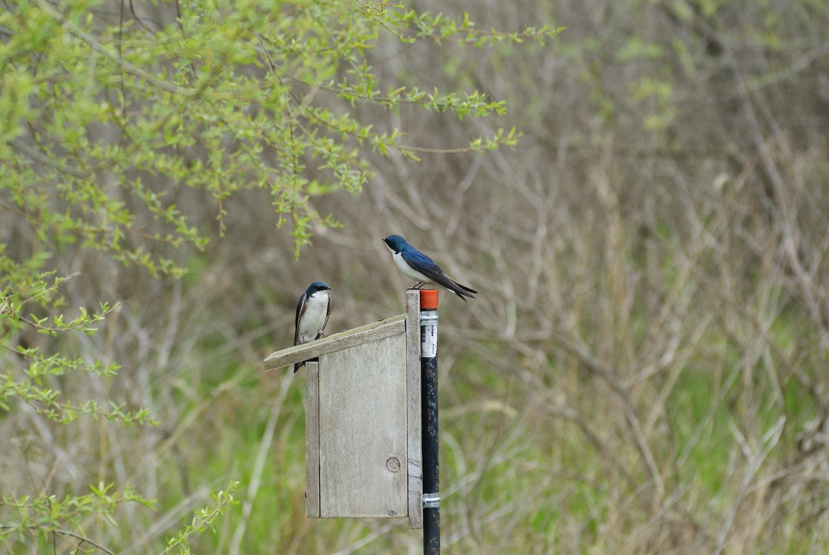 Tree Swallow - Caleb Wright