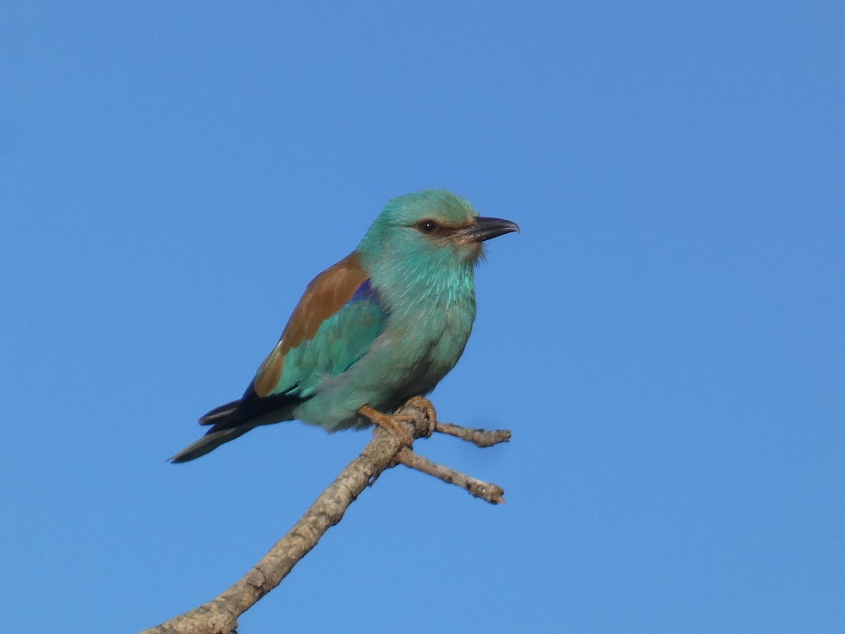 European Roller - Xavier Parra Cuenca