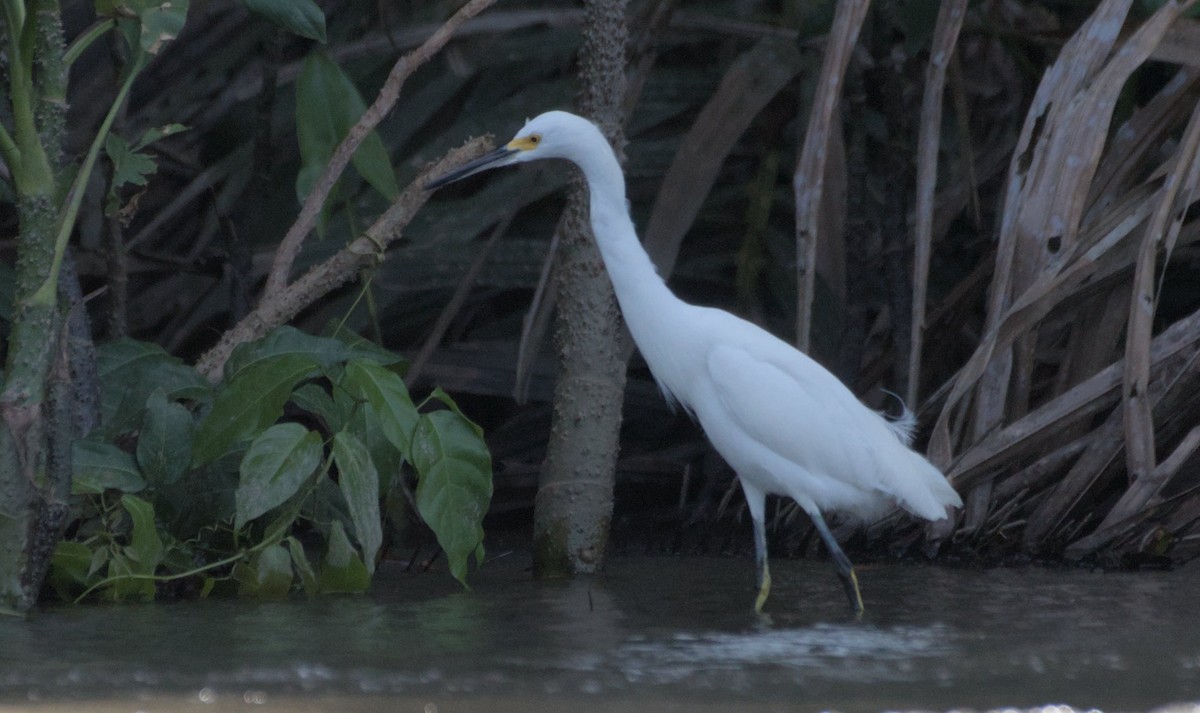 Snowy Egret - Mike Marin