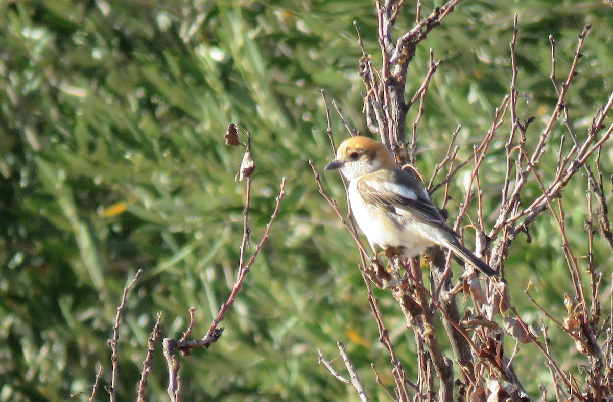 Woodchat Shrike - Zlatan Celebic