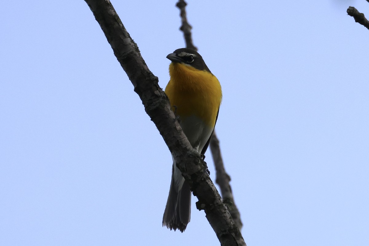 Yellow-breasted Chat - ML618284669