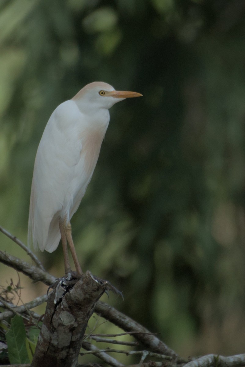 Western Cattle Egret - ML618284678