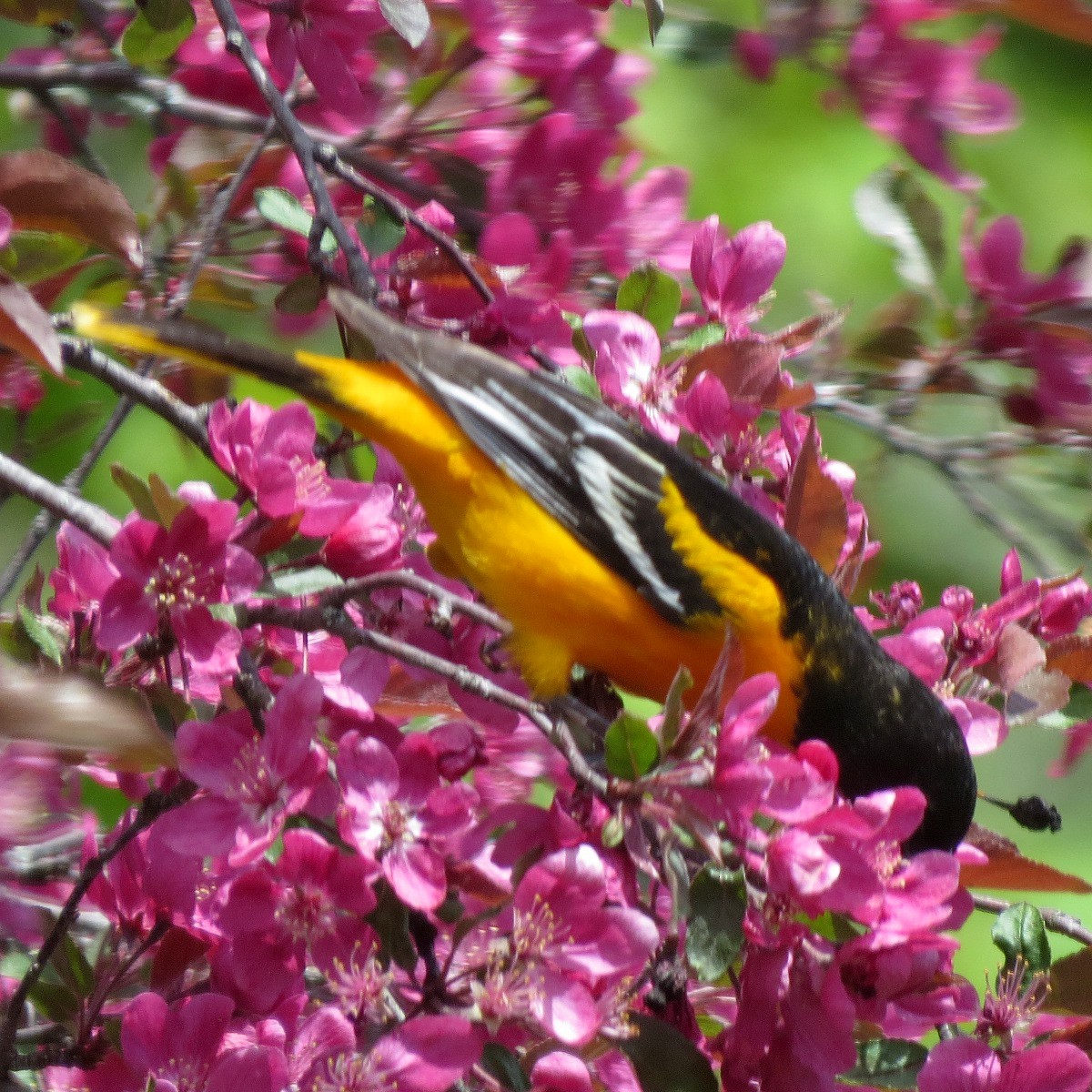 Baltimore Oriole - Ilona Loser