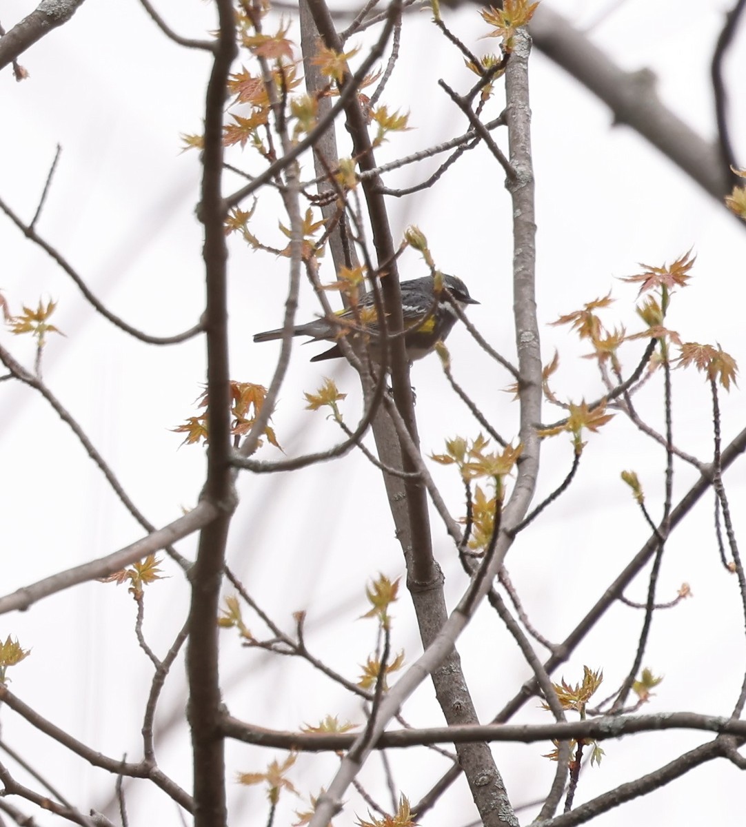 Yellow-rumped Warbler - Marie Provost