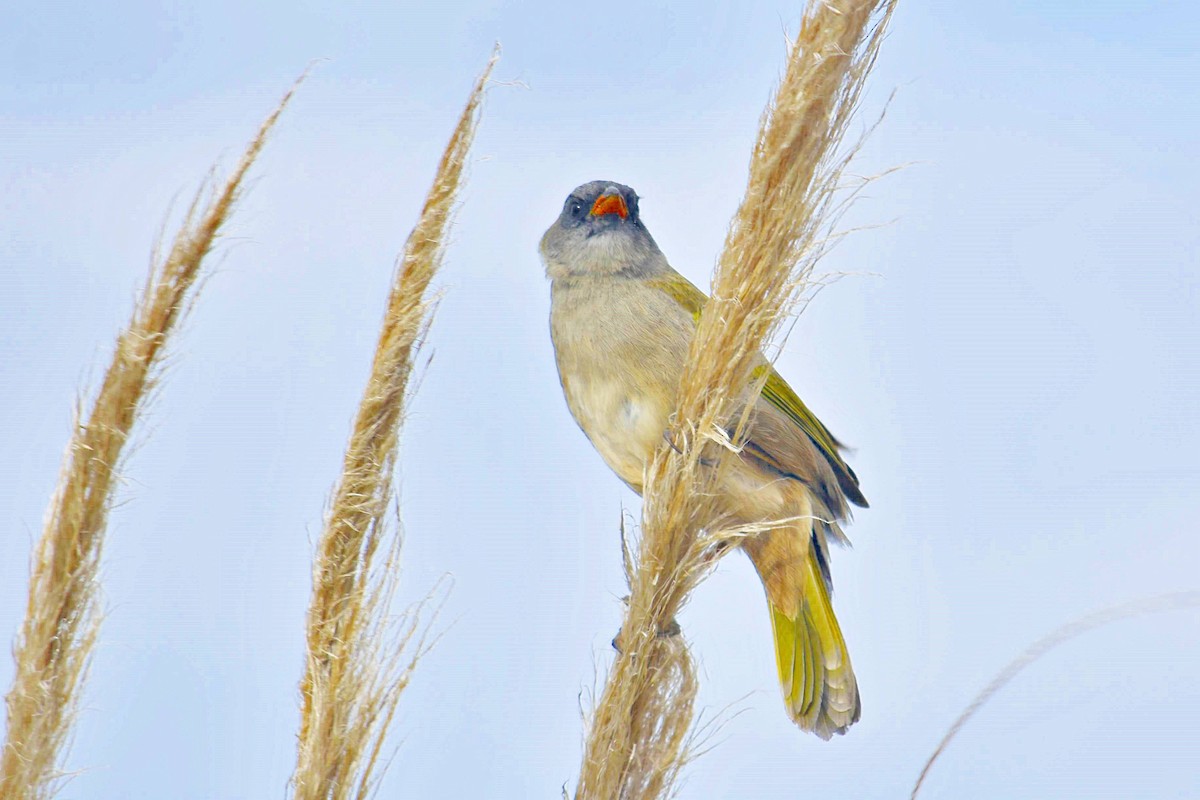 Great Pampa-Finch - Marcelo Cuadrado