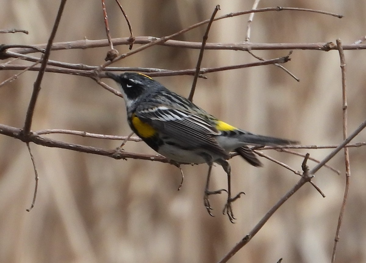 Yellow-rumped Warbler - Camille Belanger