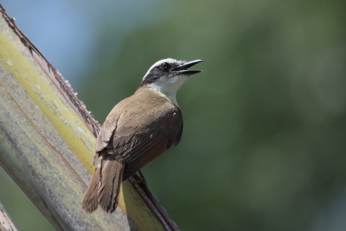 Great Kiskadee - Mike Marin