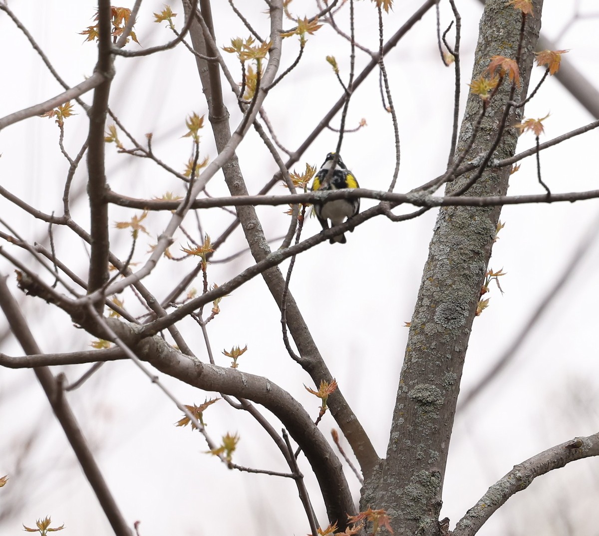 Yellow-rumped Warbler - Marie Provost